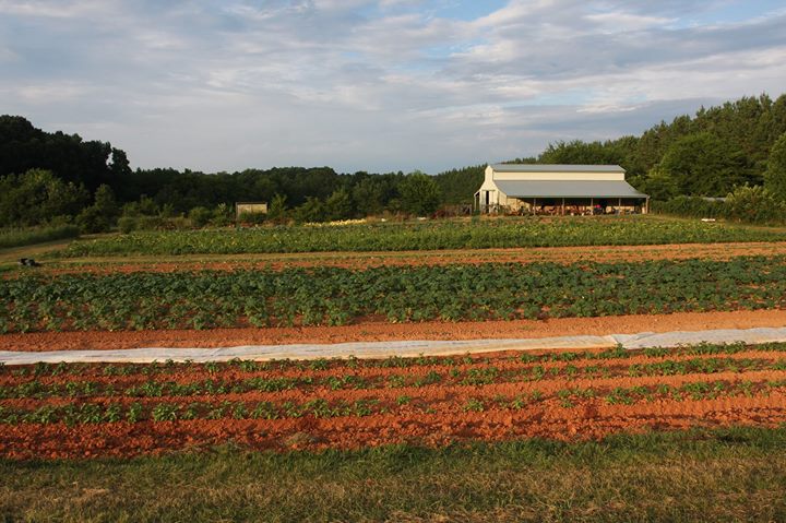 Three Upstate farms awarded agribusiness funding from the S.C. Department of Agriculture