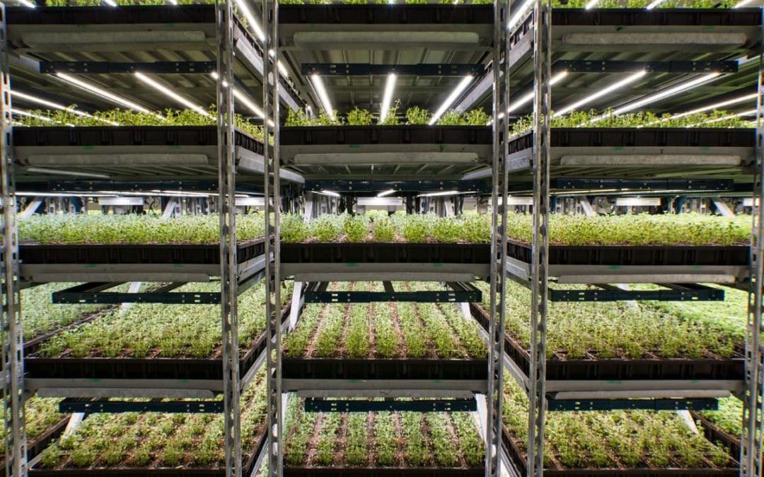Shenandoah Growers Inc. establishing high-tech indoor farm in Anderson County